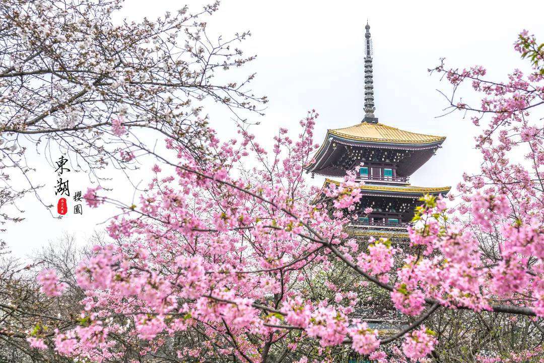 1611804790176960.jpg 武汉樱花园1.jpg