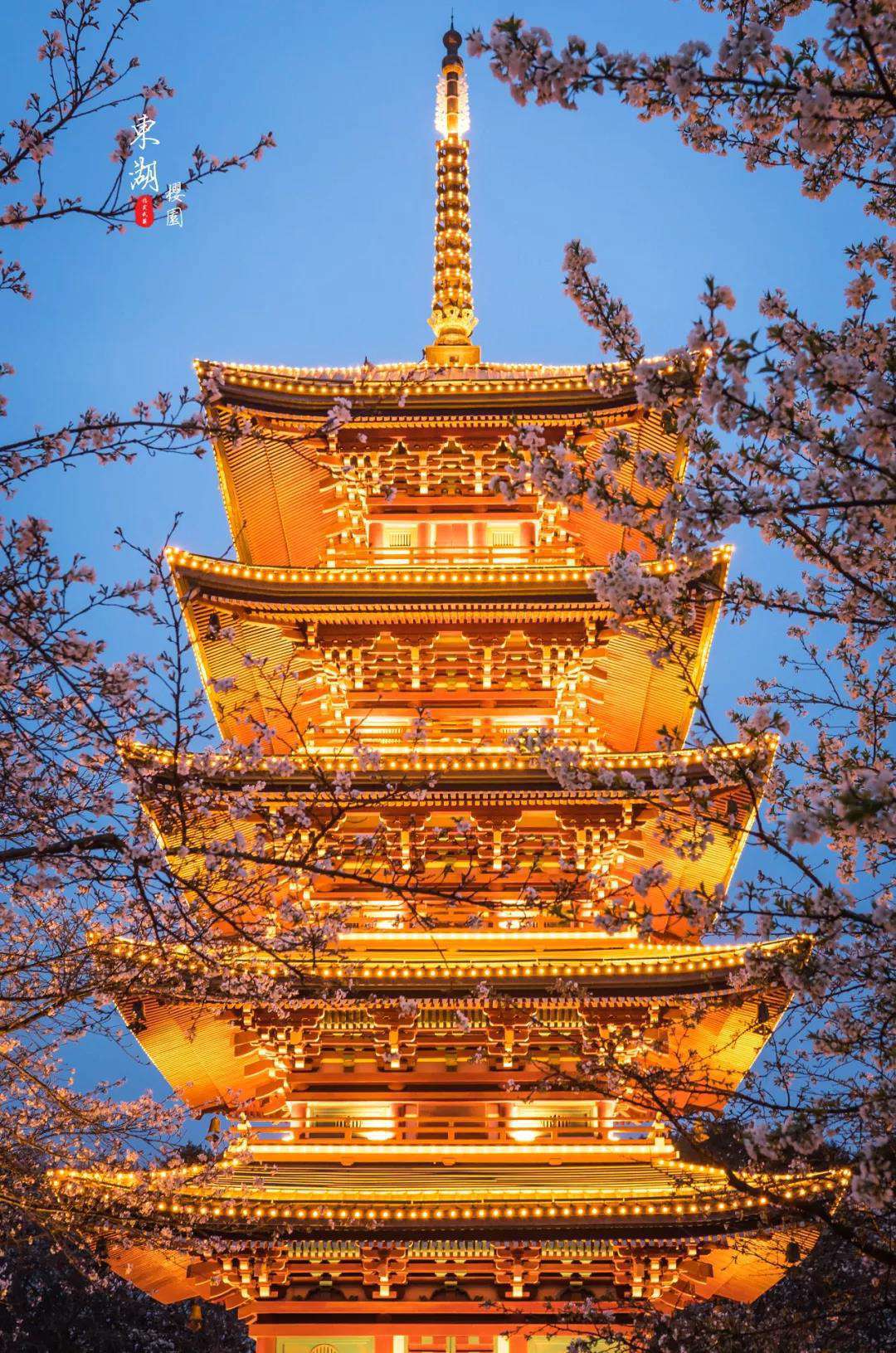 1611811343658956.jpg 武汉樱花园17.jpg