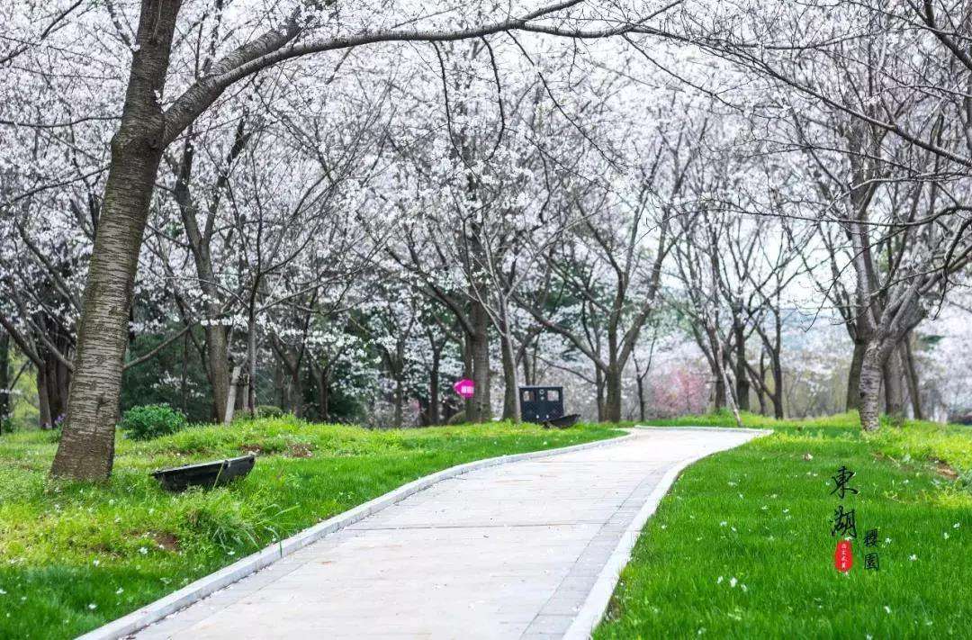 1611811417274866.jpg 武汉樱花园19.jpg